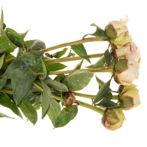 Pfingstrose creme gefüllt Bowl 40cm