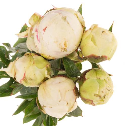 Pfingstrose creme gefüllt Bowl 40cm