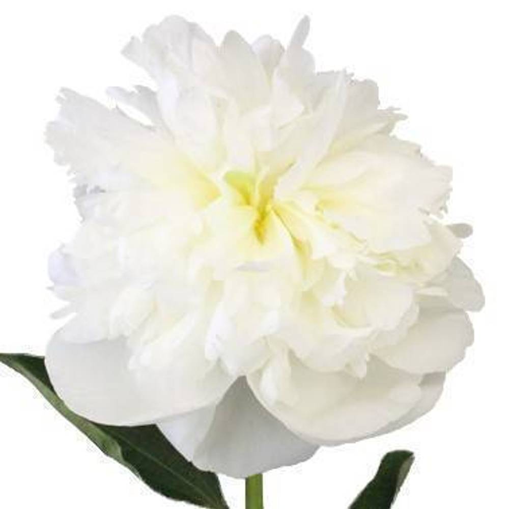 Pfingstrose creme gefüllt Bowl 40cm