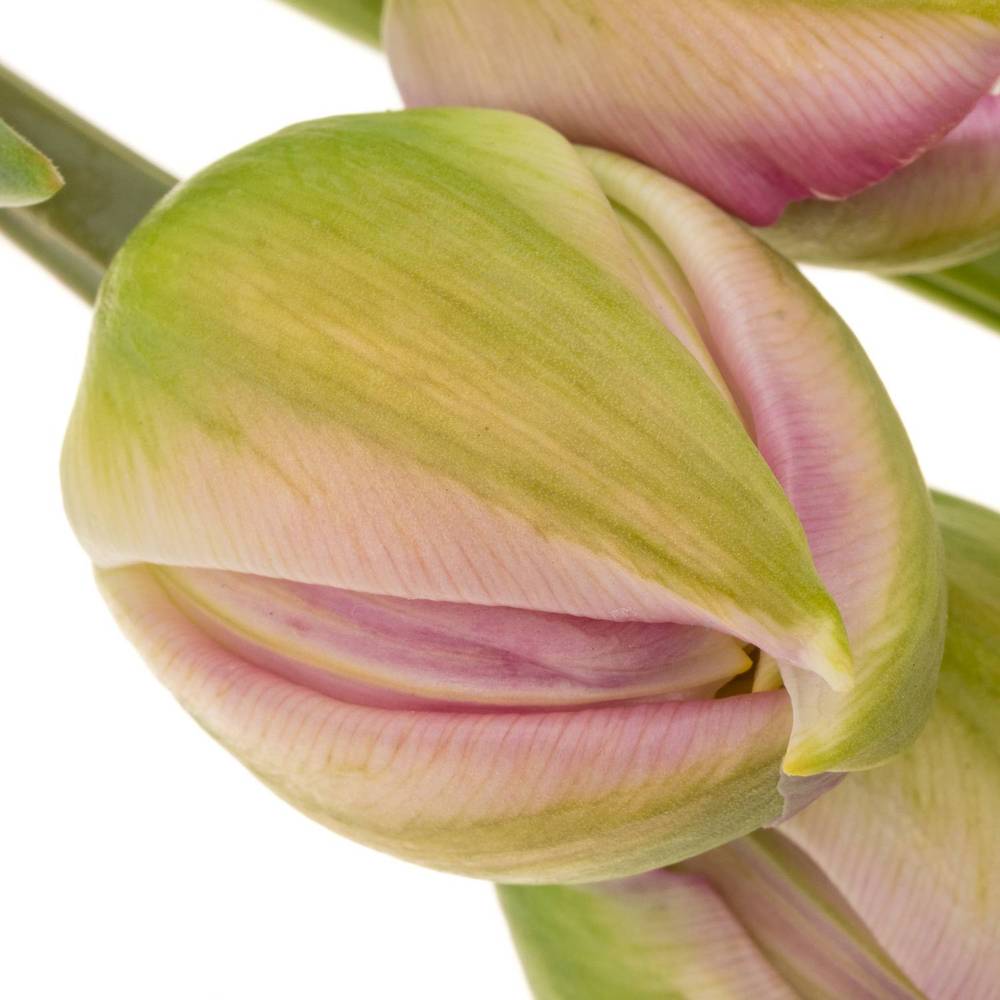 Franz.pink doppel Pinza 55 Gramm 60cm