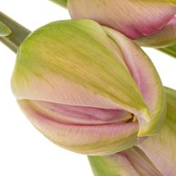 Franz.pink doppel Pinza 55 Gramm 60cm