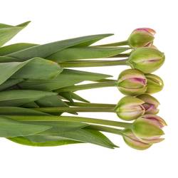 Franz.pink doppel Pinza 55 Gramm 60cm