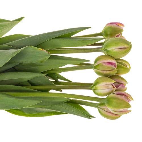 Franz.pink doppel Pinza 55 Gramm 60cm