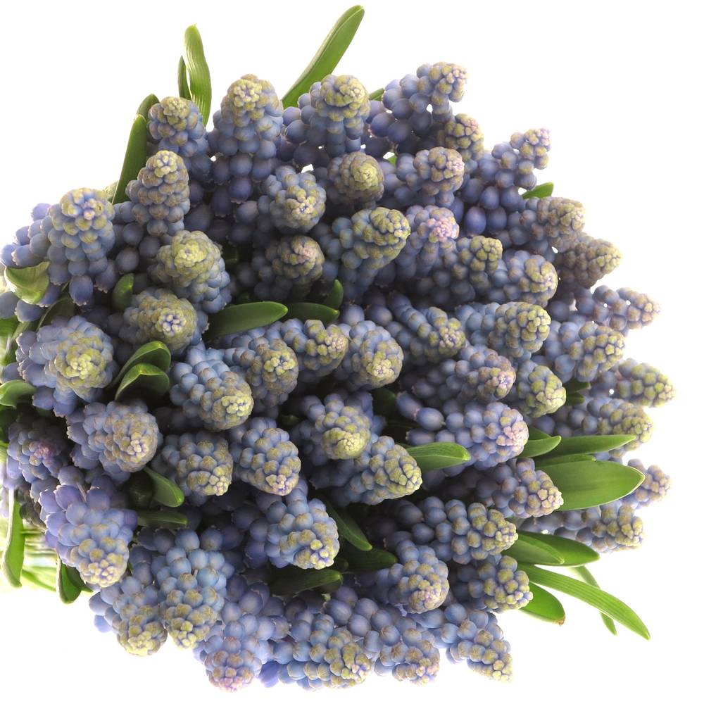 Muscarie blau Armeniacum 25cm