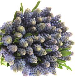 Muscarie blau Armeniacum 25cm