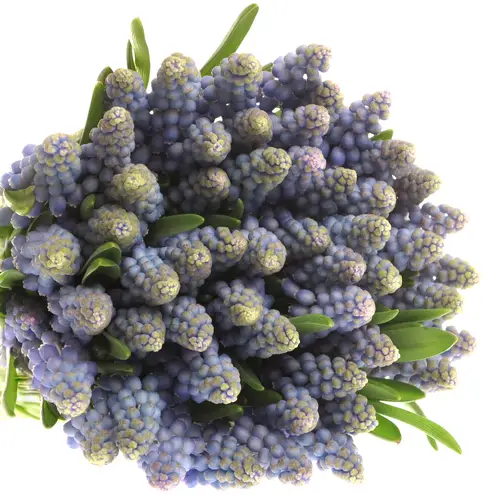 Muscarie blau Armeniacum 25cm