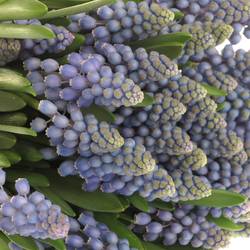 Muscarie blau Armeniacum 25cm