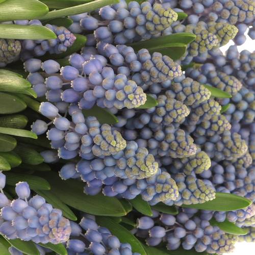 Muscarie blau Armeniacum 25cm