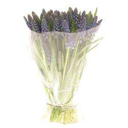 Muscarie blau Armeniacum 25cm