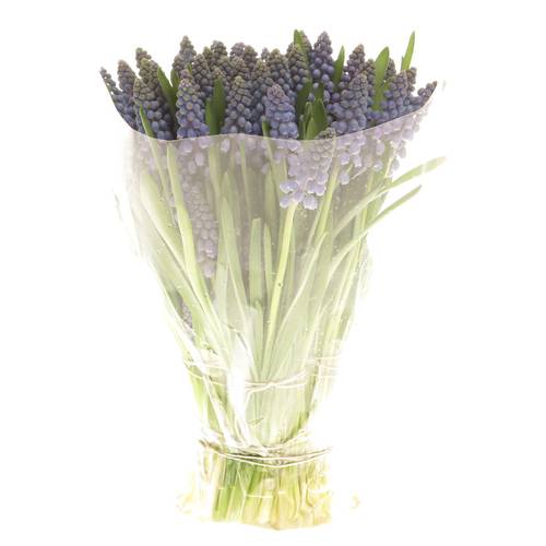 Muscarie blau Armeniacum 25cm