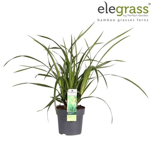 Carex Irish grün T14 H40