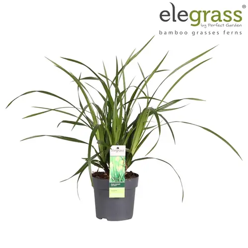 Carex Irish grün T14 H40