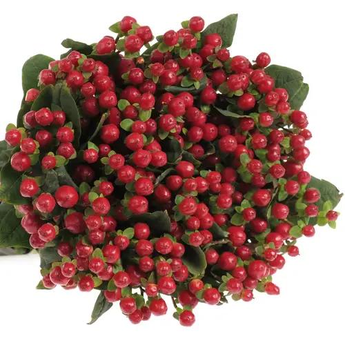 Hypericum rot true romance 60cm