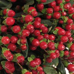 Hypericum rot true romance 60cm