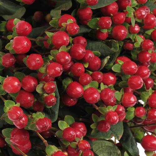 Hypericum rot true romance 60cm