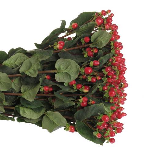 Hypericum rot true romance 60cm
