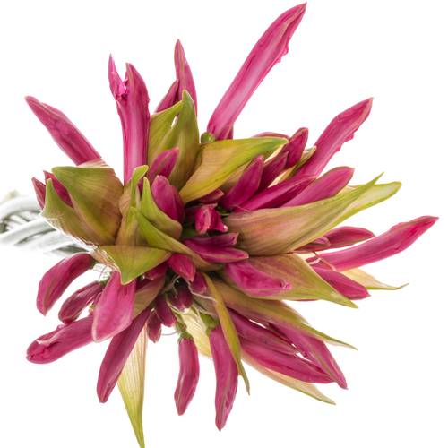 Nerine rosa Favourite 40cm