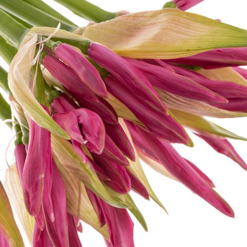 Nerine rosa Favourite 40cm