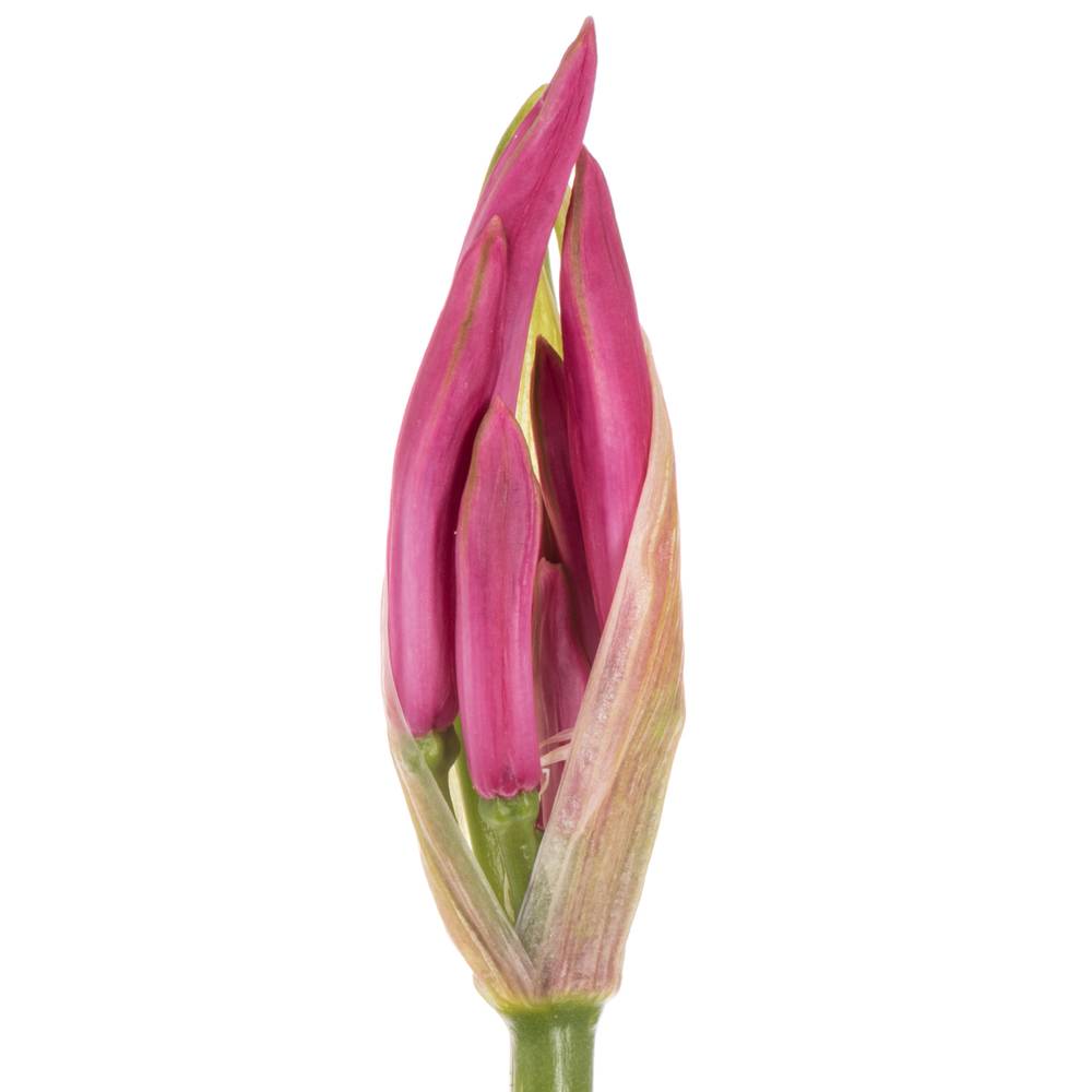 Nerine rosa Favourite 40cm