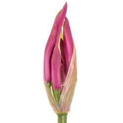 Nerine rosa Favourite 40cm