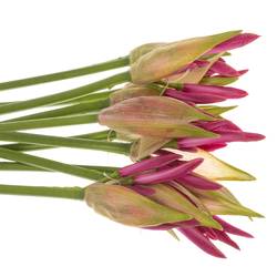 Nerine rosa Favourite 40cm