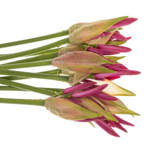 Nerine rosa Favourite 40cm