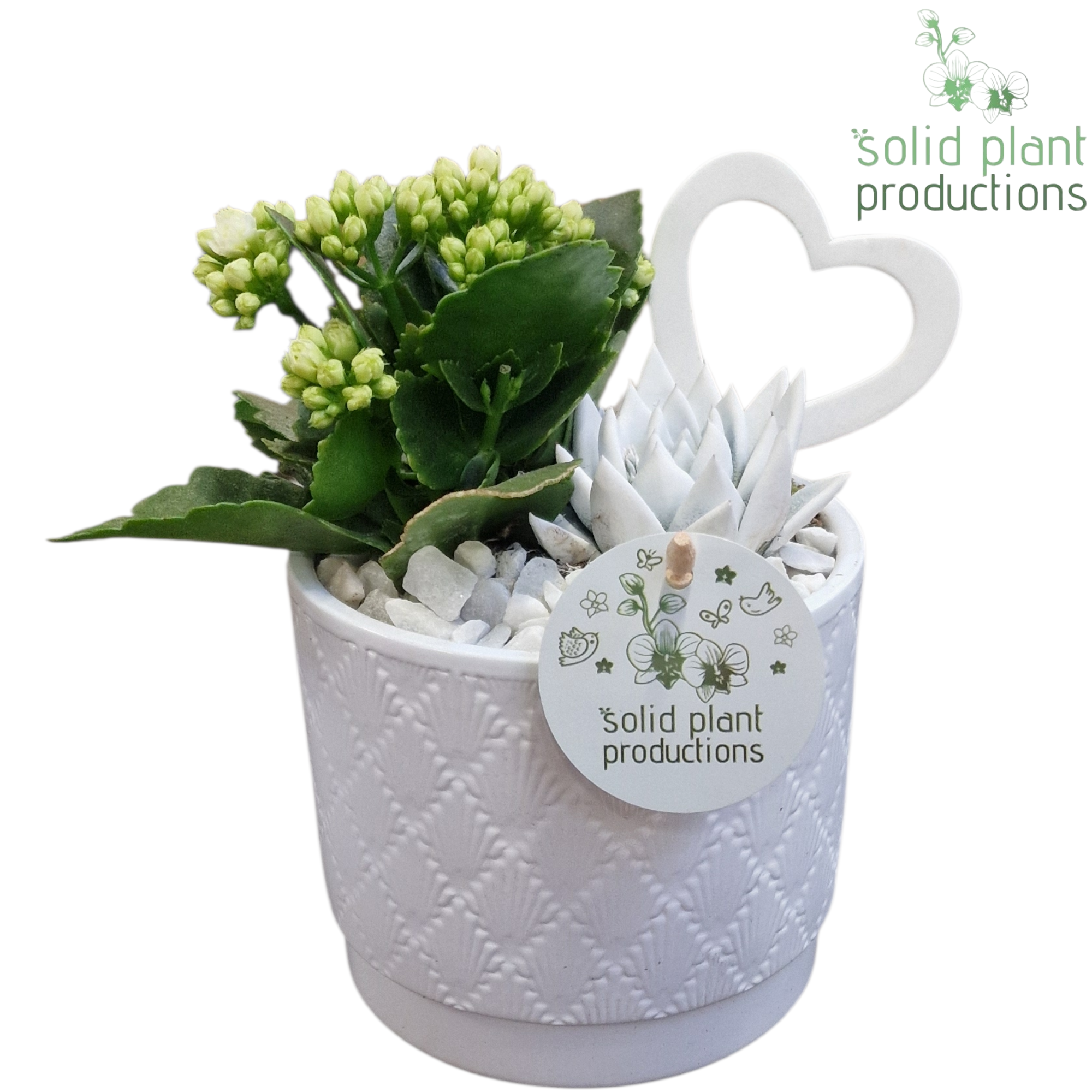 Kal.Arr Ariël weiss KE001WHITE T12 H025