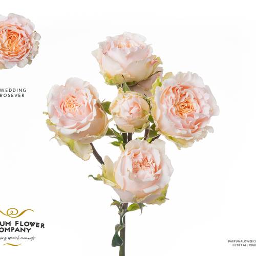 Rose verzweigt apricot Wedding Rosever 50cm