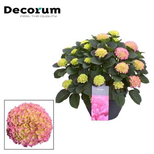 Hortensie rosa 20+Bl. T30 H055