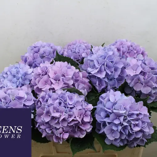 Hortensie lila Royal Benefit Bol 14cm 50cm