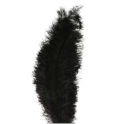 Straussenfedern schwarz L55cm x5