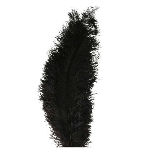 Straussenfedern schwarz L55cm x5