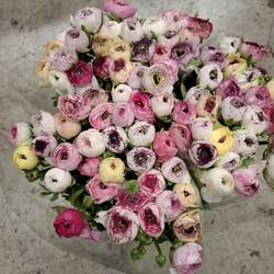 Ranunkel mix Elegance Cappuchino 40cm x 30