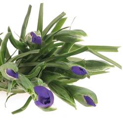 Iris blau Blue Magic 60cm