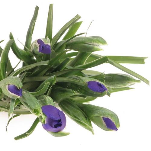 Iris blau Blue Magic 60cm