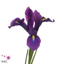 Iris blau Blue Magic 60cm