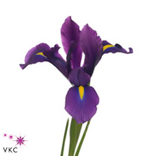 Iris blau Blue Magic 60cm