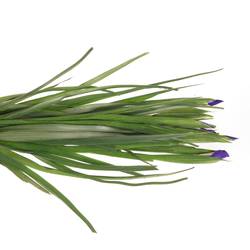 Iris blau Blue Magic 60cm