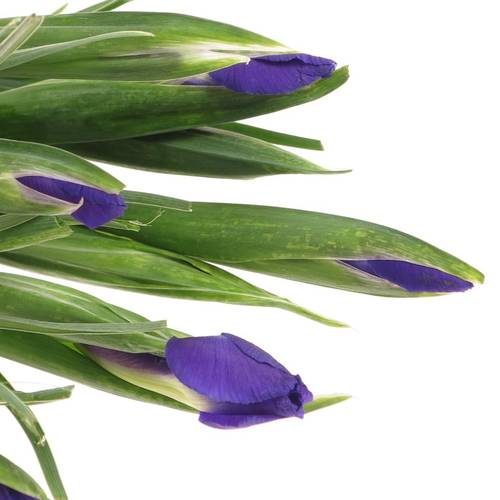 Iris blau Blue Magic 60cm