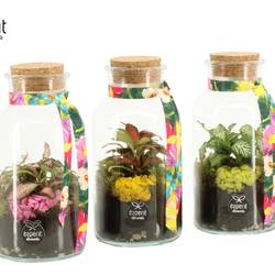 Flor.Arr 31793 mix Reinvention T08 H016