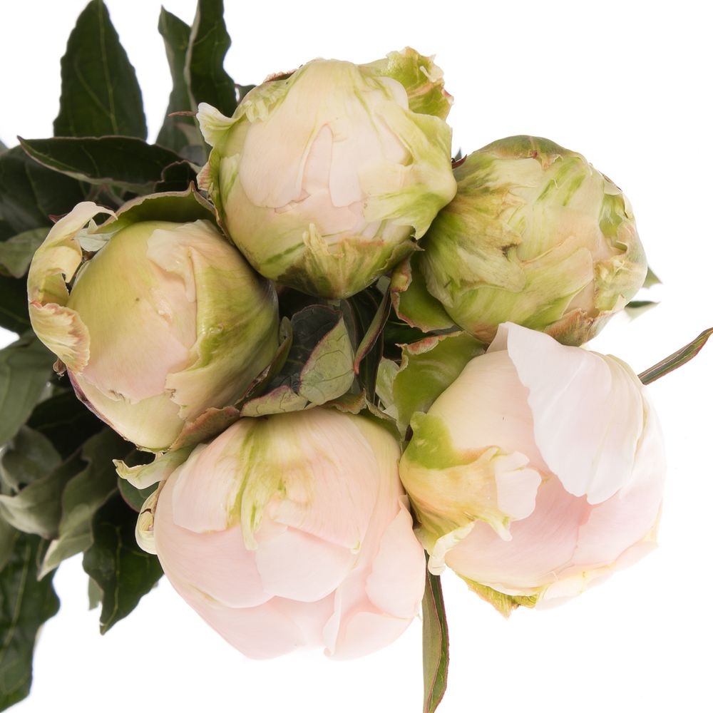 Pfingstrose weiss/gelb Cheddar 60cm