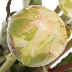 Pfingstrose weiss/gelb Cheddar 60cm