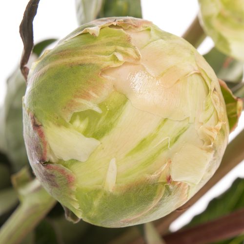 Pfingstrose weiss/gelb Cheddar 60cm