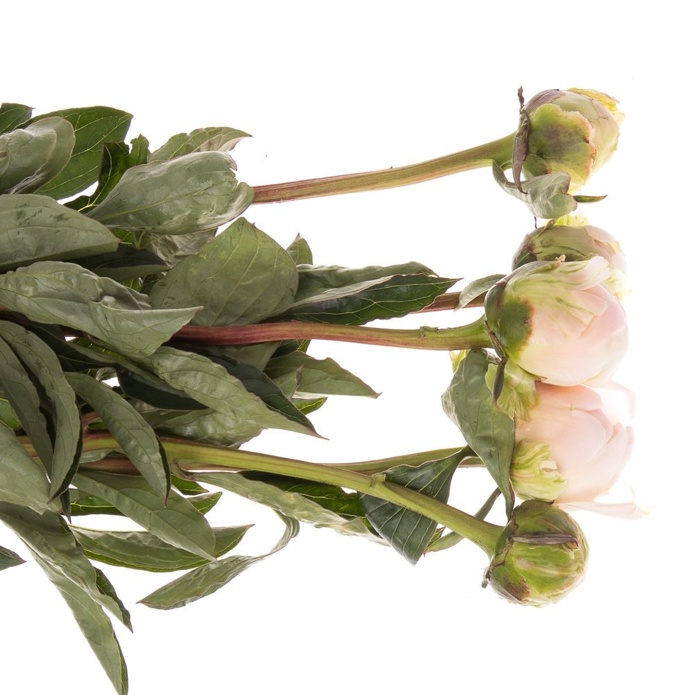 Pfingstrose weiss/gelb Cheddar 60cm