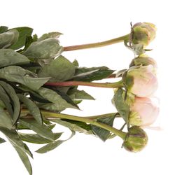 Pfingstrose weiss/gelb Cheddar 60cm