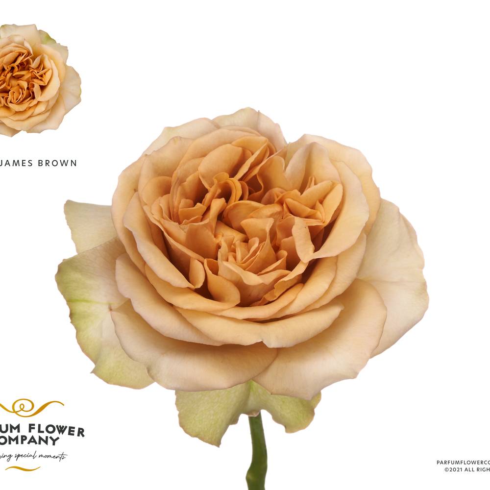 Rose braun James Brown 40cm