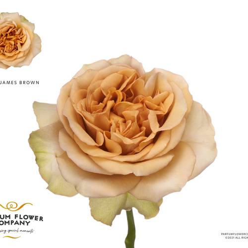 Rose braun James Brown 40cm
