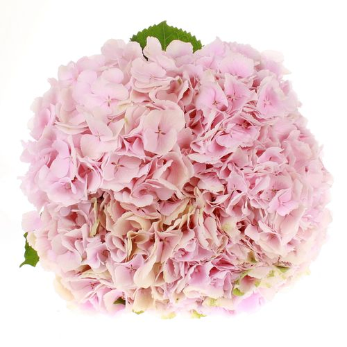 Hortensie rosa Mariama Bol 17cm 60cm