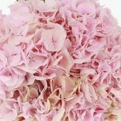 Hortensie rosa Mariama Bol 17cm 60cm