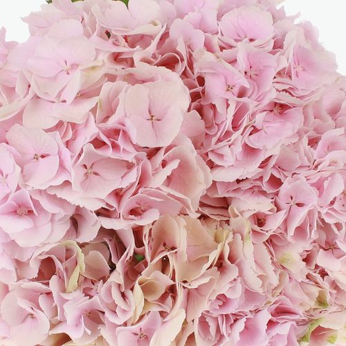 Hortensie rosa Mariama Bol 17cm 60cm